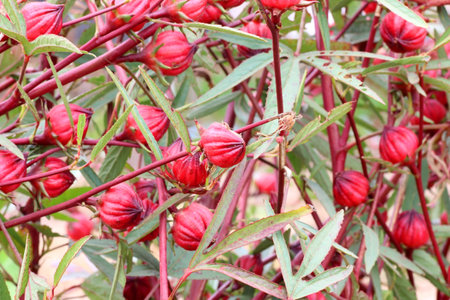 Roselle fruit on tree in the garden, Roselle healthy food alternative herb.の写真素材