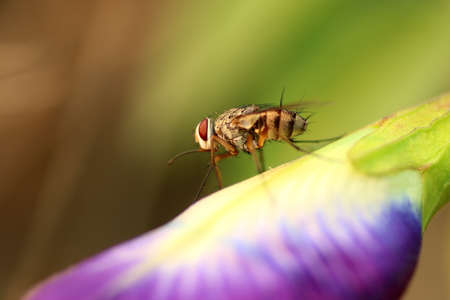 Closeup of fly on leaves in the blur garden backgroundの写真素材