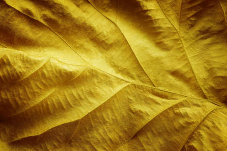 Pattern of golden leaf textured abstract nature for backgroundの写真素材