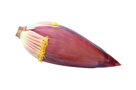 Banana blossom isolated on white background.with clipping pathの写真素材