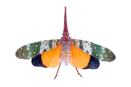 Pyrops candelaria or Lantern bug isolated on white background with clipping path included.の写真素材