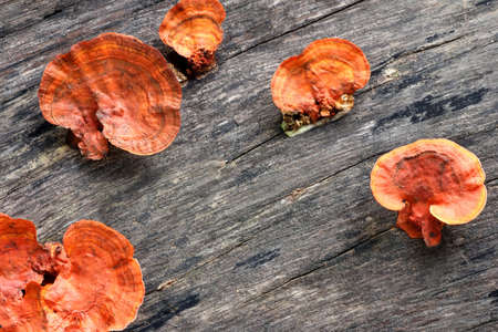 Mushrooms growing on the tree stump in the spring
