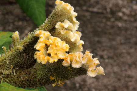 Celosia argentea var. cristata (formerly Celosia cristata), known as cockscomb.