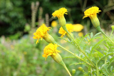 Marigold flowers bloom in the morning, Bright flowers on green background