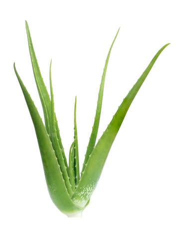 fresh aloe Vera isolated on white background with clipping path included.の写真素材