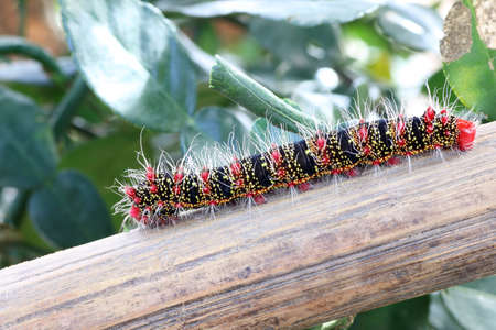 Caterpillar, worm is one of many stages to be a butterfly on wood in the gardenの写真素材