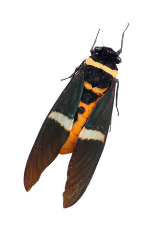 cicada (Tosena melanoptera) isolated on white background with clipping path included.