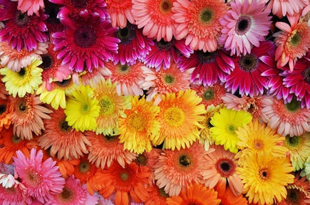 Colorful flowersの写真素材