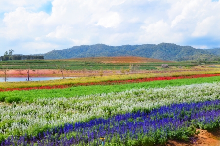 Tea and flower farm in noth of Thailand の写真素材