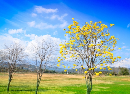 Tea and flower farm in north of Thailand の写真素材