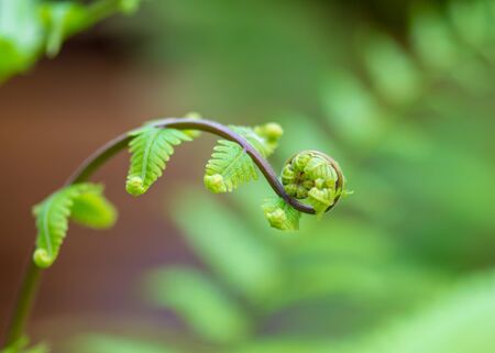 Close up the spiral of leaves