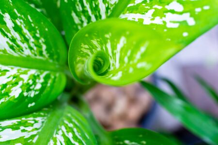 Close up the spiral of leavesの写真素材