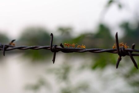 close up old barbed wire fence and antの写真素材