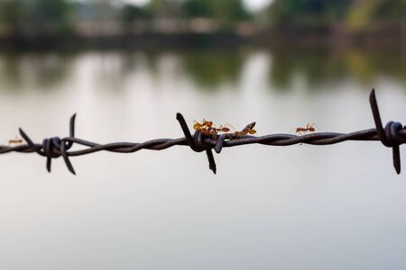 close up old barbed wire fence and antの写真素材