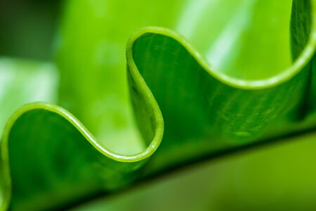 Pattern of leaf edgesの写真素材
