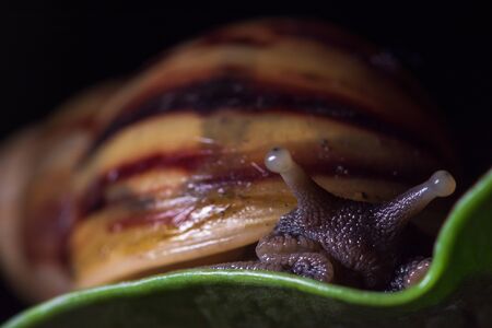 Close up snail on a leafの写真素材