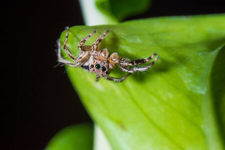 Close up jumping spiders on the leaves.