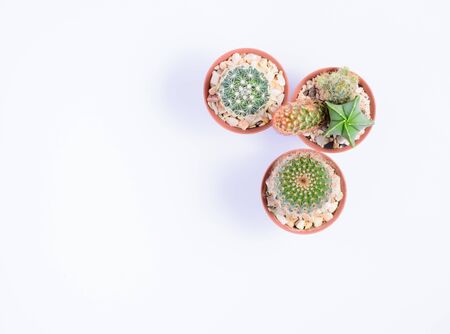 Cactus on white tableの写真素材