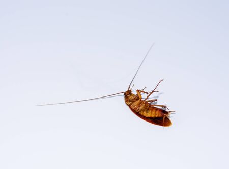 Cockroaches lie dead on white ground.の写真素材