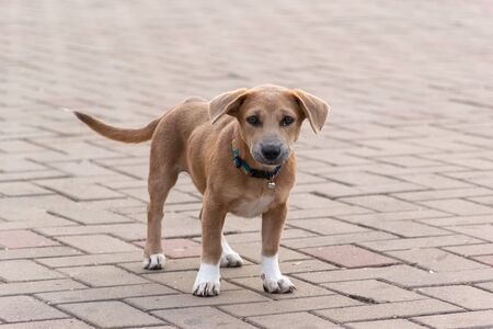 The dog looks skeptical.の写真素材