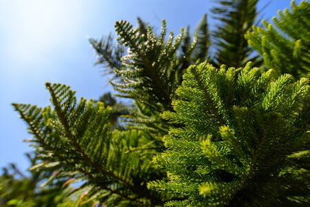 Close up pine leaves with blue skyの写真素材
