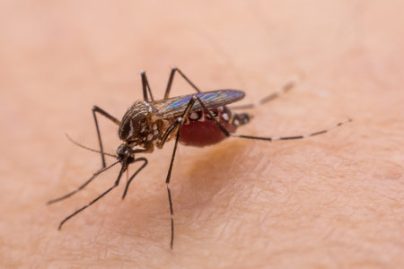 A mosquito that carries dengue fever, Zika virus is sucking blood on a person's skin.