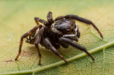 Close up jumping spiders on the wall