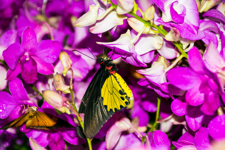 butterfly with flowersの写真素材