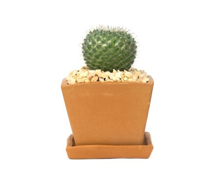 cactus isolated on white backgroundの写真素材