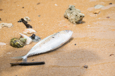 dead fish on the beach. sea pollution concept.の写真素材