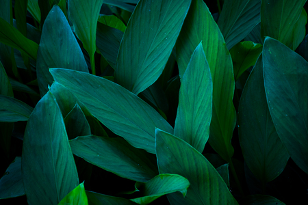 green leaves background. nature concept.の写真素材