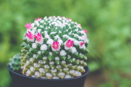 cactus in pot with flower. home plant decoration concept.