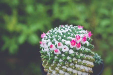 cactus in pot with flower. home plant decoration concept.の写真素材