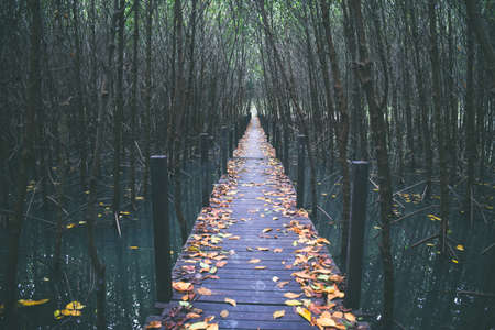 The bridge way to natural green forest view background