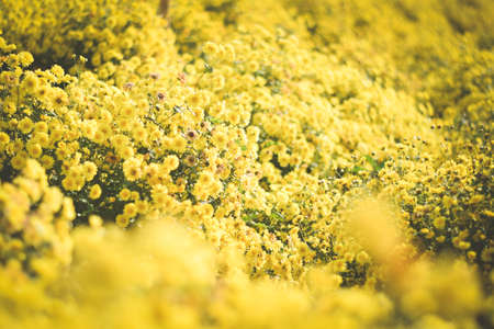 yellow flower field background. chrysanthemum flowerの写真素材