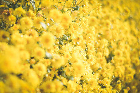 yellow flower field background. chrysanthemum flowerの写真素材
