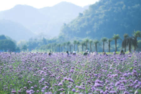 violet verbena field. flower background