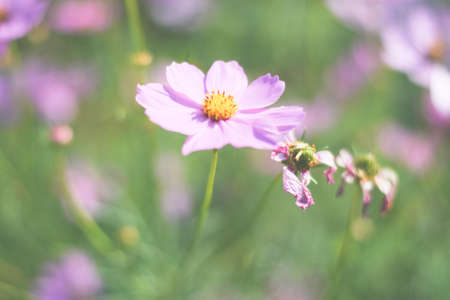 colorful cosmos flower field backgroundの写真素材