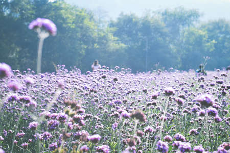 violet verbena field. flower background