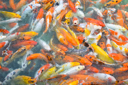 Colorful fancy koi fish or Carp fish