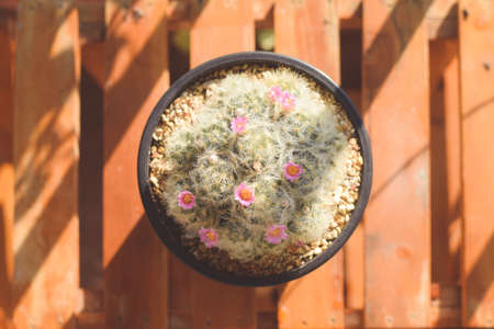 cactus in pot with flower. home plant decoration concept.