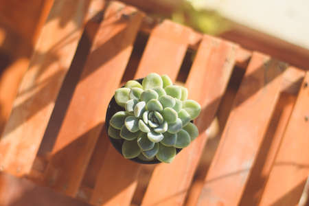 cactus in pot with flower. home plant decoration concept.の写真素材