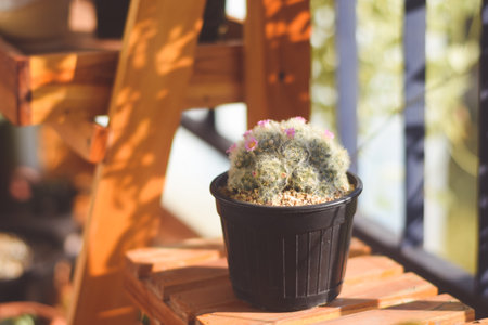 cactus in pot with flower. home plant decoration concept.