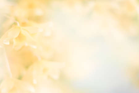 yellow orchid flower backgroundの写真素材