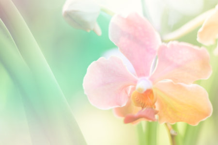beautiful orchid flower backgroundの写真素材