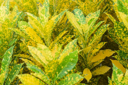 croton plant for garden. home plant decorate concept