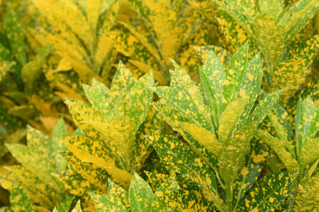 croton plant for garden. home plant decorate concept