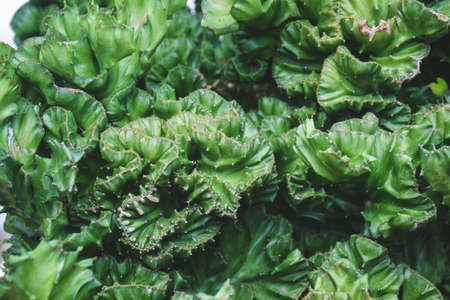 cactus succulent plant decoration. home plant concept.の写真素材