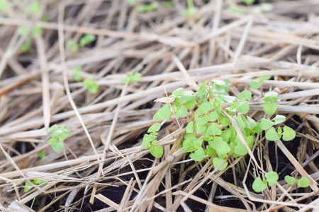fresh vetgetable organic garden farm. vetgetable agriculture conceptの写真素材