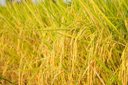 rice is the staple food of the Thai people and when the rice is yellow before harvests are beautiful の写真素材
